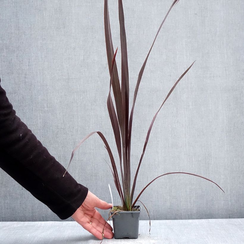 Example of Phormium Black Velvet - Lin de Nouvelle-Zélande Kweekpotje van 8/9 cm as you get in hiver