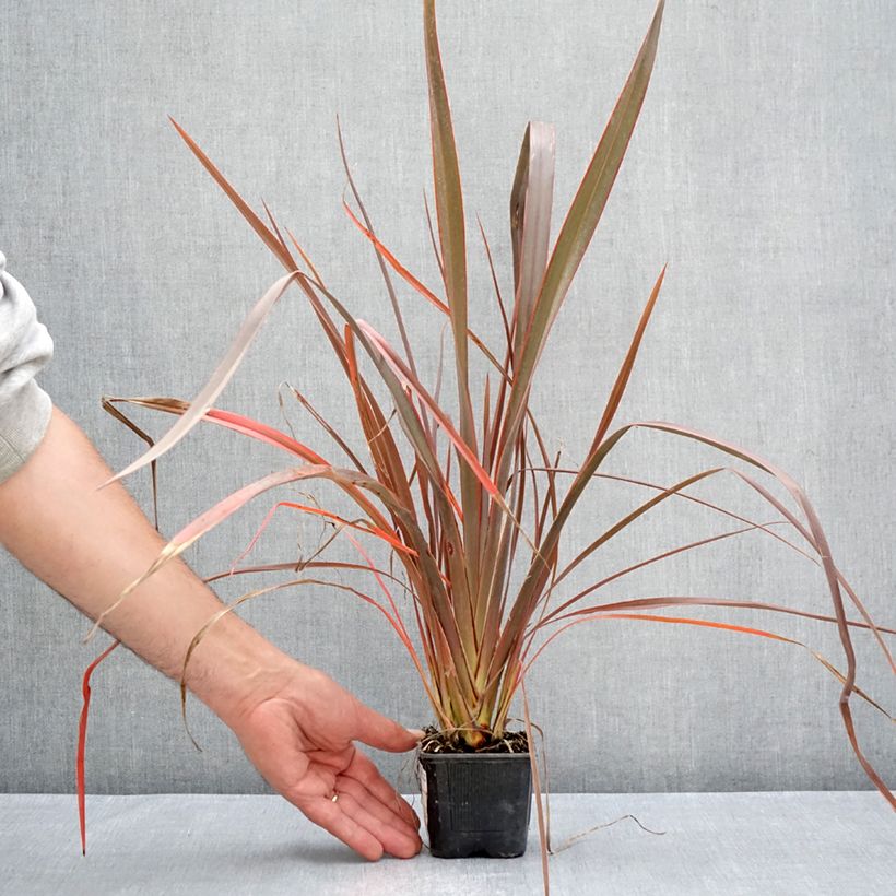 Exemplaar van Phormium Bronze Baby - Nieuw-Zeelands vlas Kweekpotje van 8/9 cm zoals geleverd in de zomer