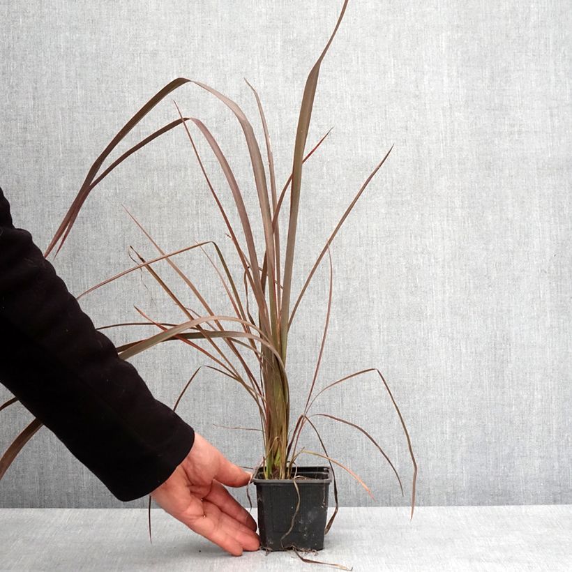 Example of Phormium Bronze Baby - Nieuw-Zeelands vlas Kweekpotje van 8/9 cm as you get in hiver