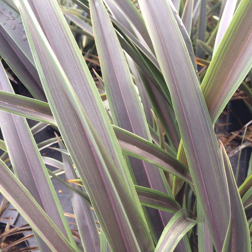 Phormium Chocomint - Nieuw-Zeelands vlas (Foliage)