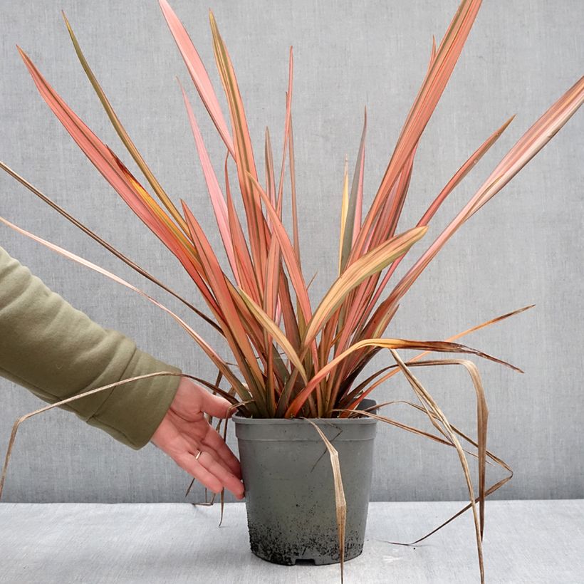 Example of Phormium cookianum Maori Maiden - Lin de Nouvelle-Zélande Pot van 3 l/4 l as you get in hiver