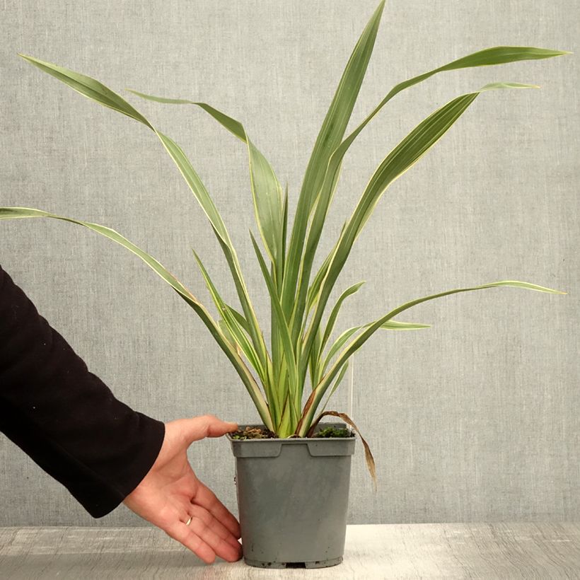 Exemplaar van Phormium Tricolor - Nieuw-Zeelands vlas Pot van 1,5 l/2 l zoals geleverd in de herfst