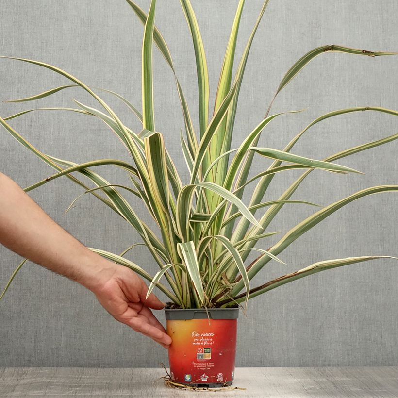 Exemplaar van Phormium Tricolor - Nieuw-Zeelands vlas Pot van 1,5 l/2 l zoals geleverd in de zomer