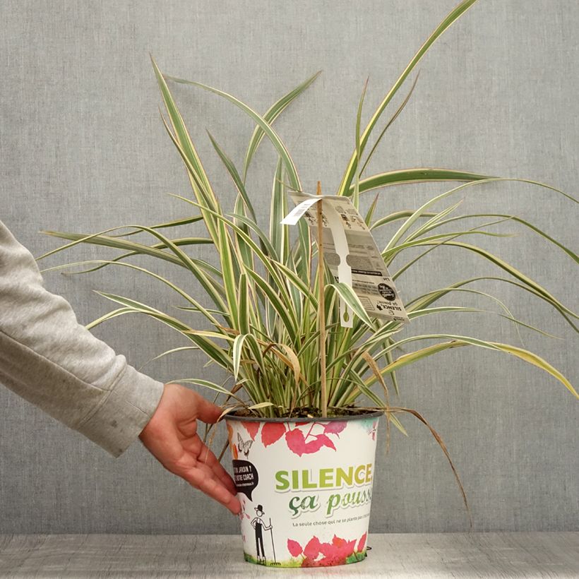 Exemplaar van Phormium Tricolor - Nieuw-Zeelands vlas Pot van 3 l/4 l zoals geleverd in de zomer