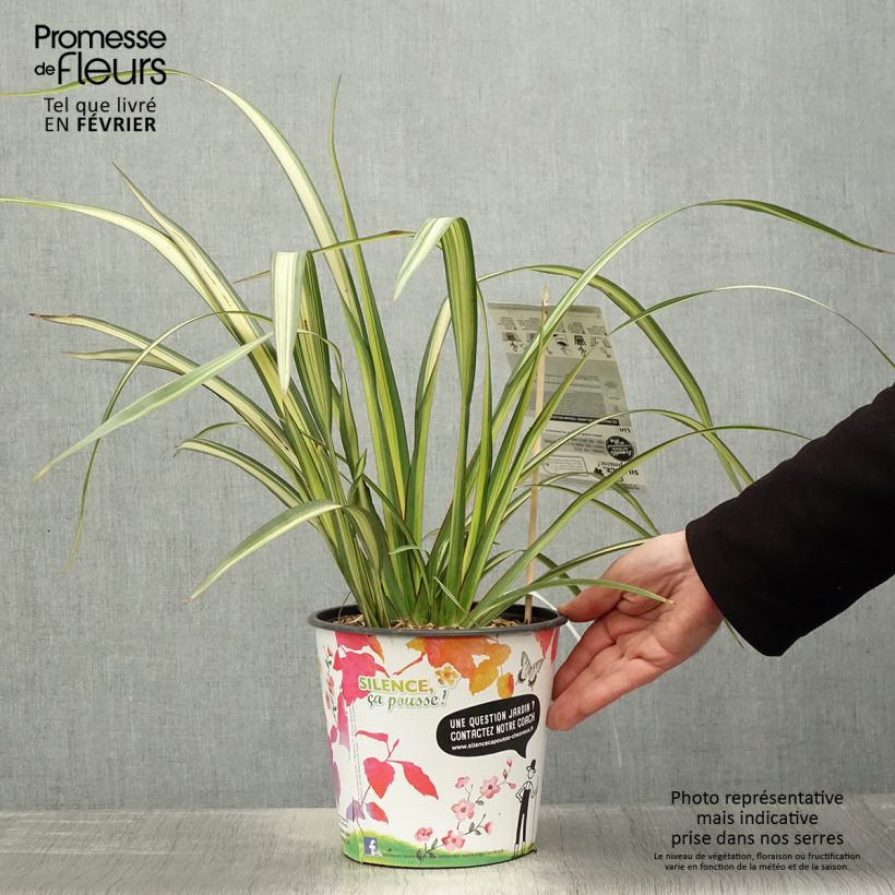 Example of Phormium Cream Delight - Lin des montagnes. Pot van 4 l/5 l as you get in hiver