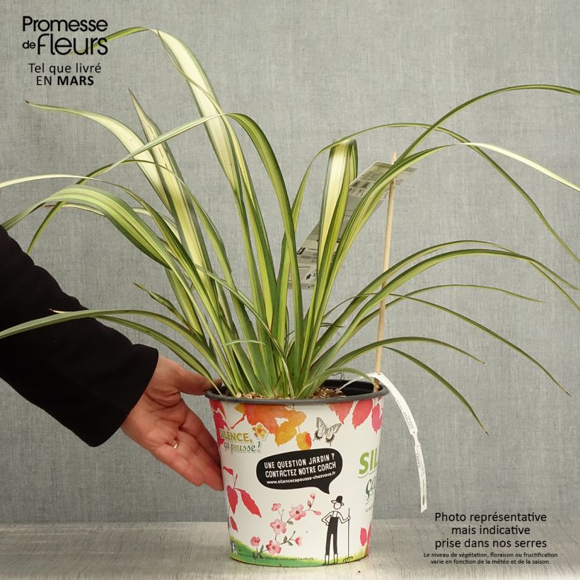 Exemplaar van Phormium Cream Delight - Nieuw-Zeelands vlas Pot van 4 l/5 l zoals geleverd in de lente