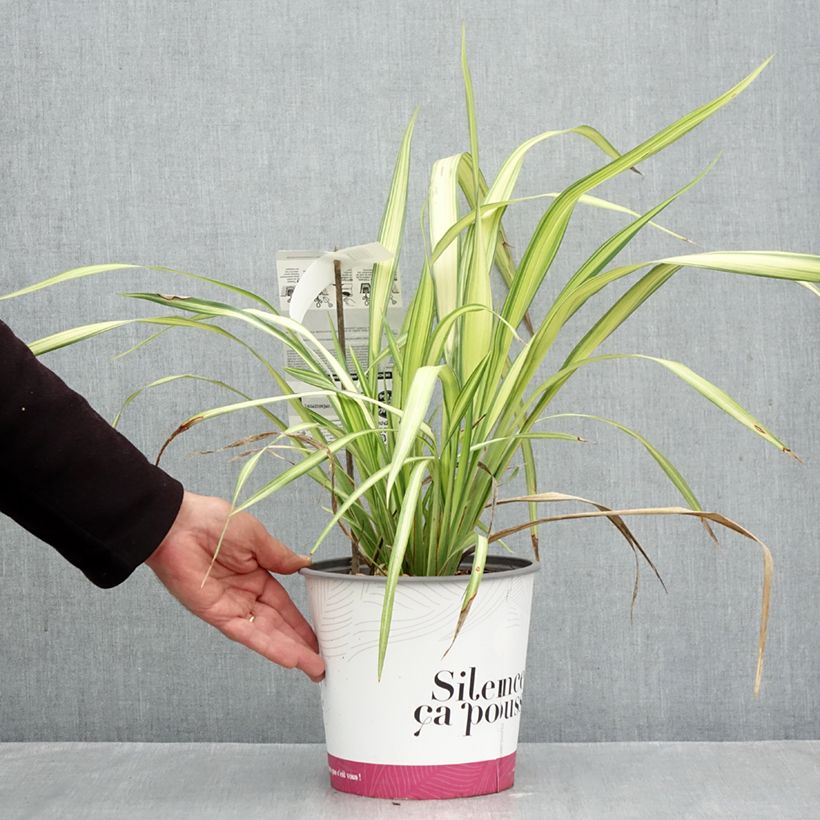 Exemplaar van Phormium Cream Delight - Nieuw-Zeelands vlas Pot van 4 l/5 l zoals geleverd in de herfst