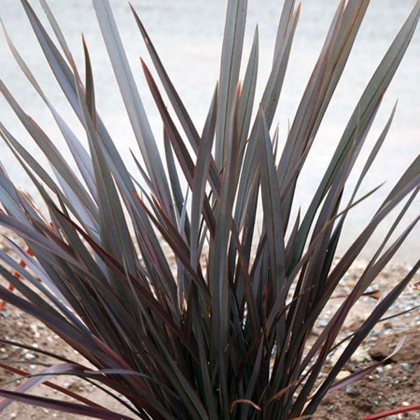 Phormium Dark Delight - Nieuw-Zeelands vlas (Plant habit)
