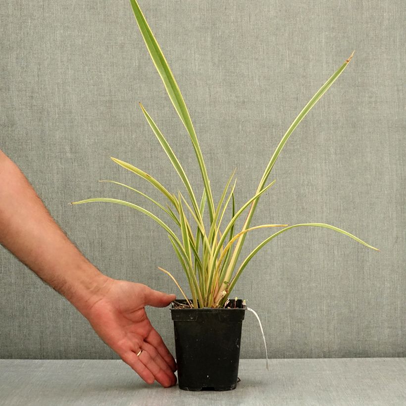 Exemplaar van Phormium Duet - Nieuw-Zeelands vlas Pot van 1,5 l/2 l zoals geleverd in de zomer