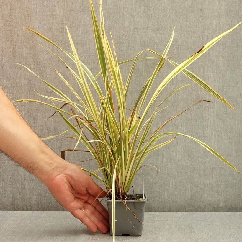 Exemplaar van Phormium Golden Ray - Nieuw-Zeelands vlas Kweekpotje van 8/9 cm zoals geleverd in de zomer