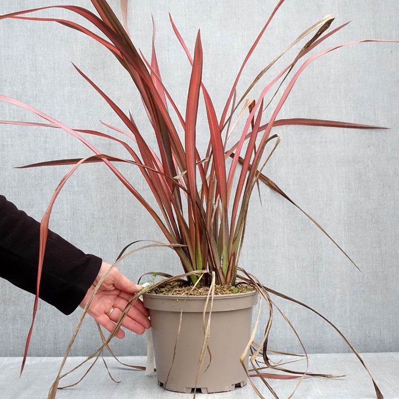 Example of Phormium Margaret Jones - Lin de Nouvelle-Zélande Pot van 4 l/5 l as you get in hiver