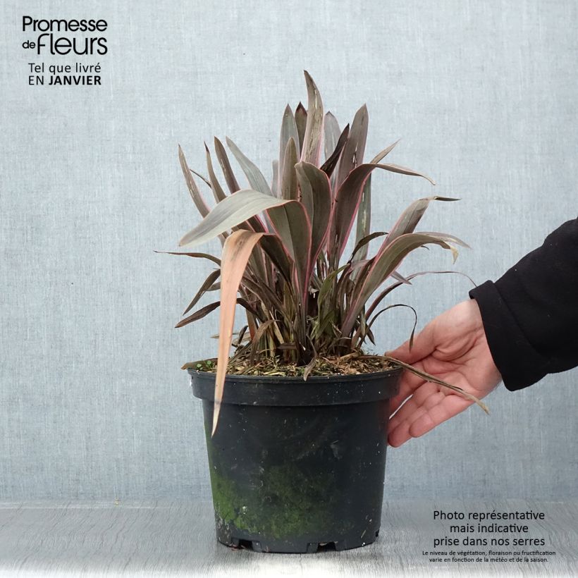 Example of Phormium  Pink Stripe - Lin de Nouvelle-Zélande  Pot van 3 l/4 l as you get in hiver