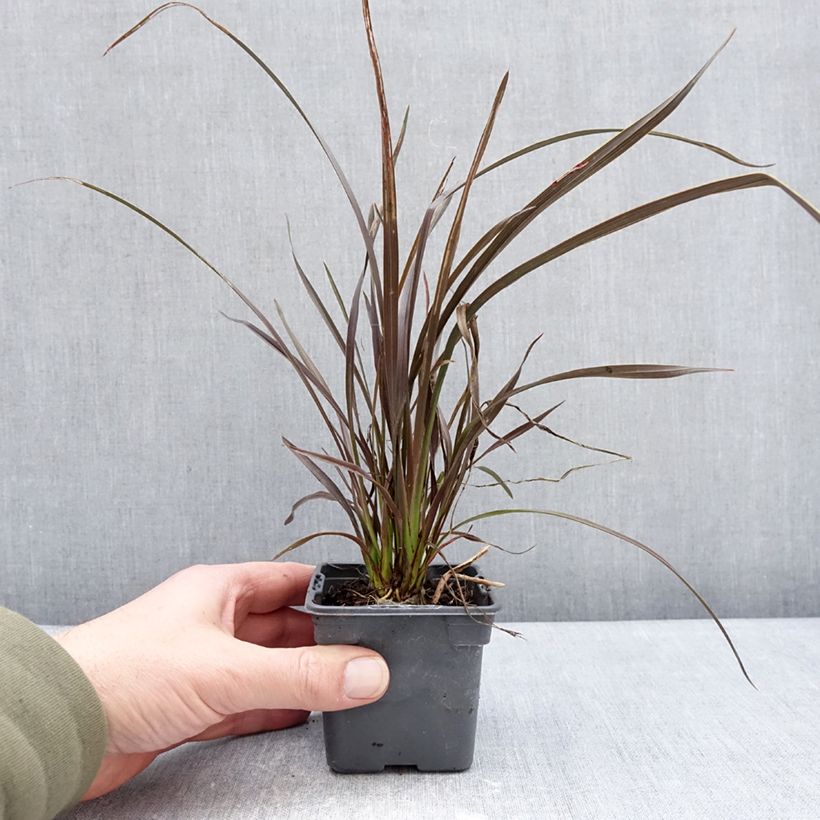 Example of Phormium Platts Black - Lin de Nouvelle-Zélande Kweekpotje van 8/9 cm as you get in hiver