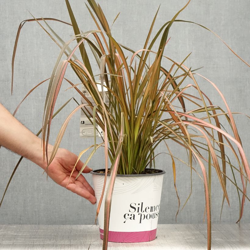 Exemplaar van Phormium Rainbow Maiden - Nieuw-Zeelands vlas Pot van 3 l/4 l zoals geleverd in de lente