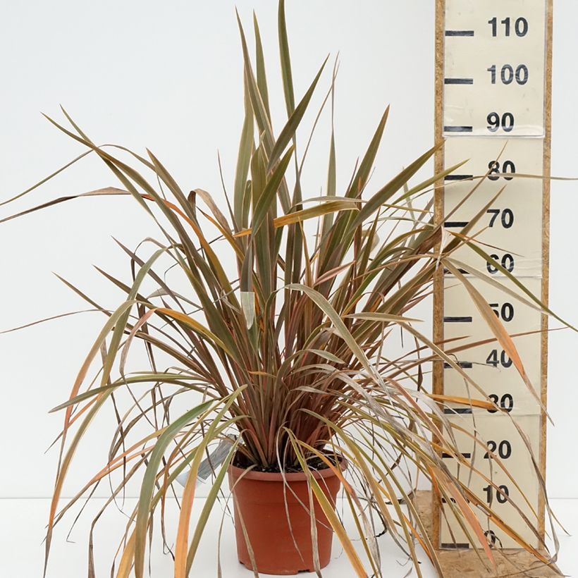 Exemplaar van Phormium Rainbow Queen - Nieuw-Zeelands vlas Pot van 7,5 l/10 l zoals geleverd in de zomer