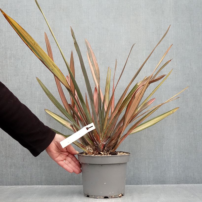 Exemplaar van Phormium Rainbow Sunrise - Nieuw-Zeelands vlas Pot van 3 l/4 l zoals geleverd in de herfst