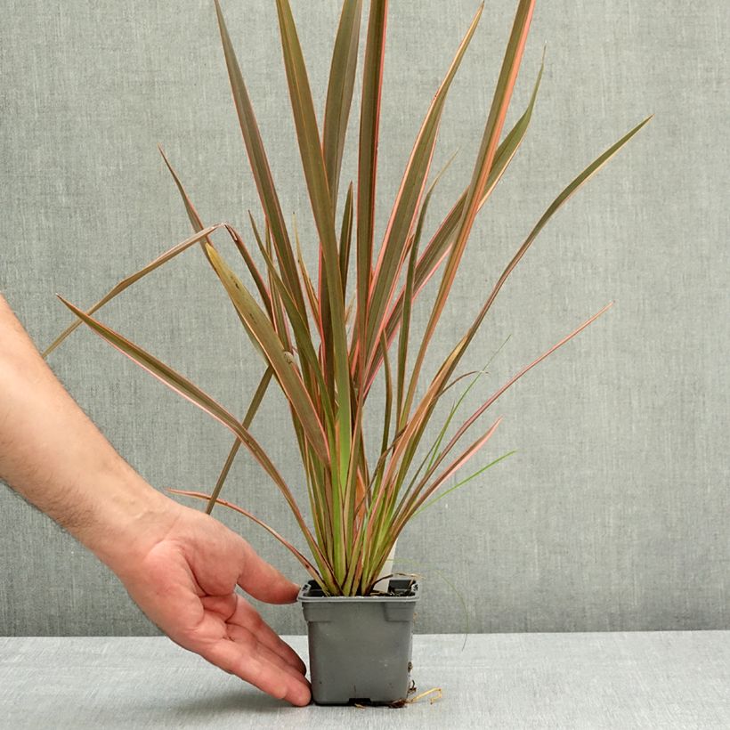 Exemplaar van Phormium tenax Sundowner - Nieuw-Zeelands vlas Kweekpotje van 8/9 cm zoals geleverd in de lente