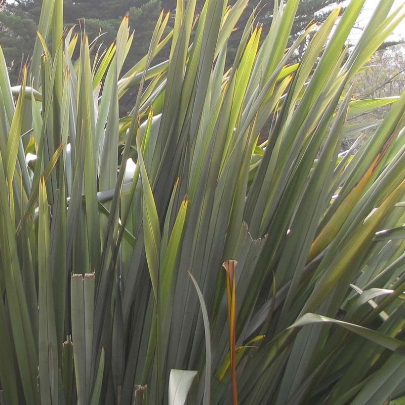 Phormium tenax - Nieuw-Zeelands vlas (Foliage)