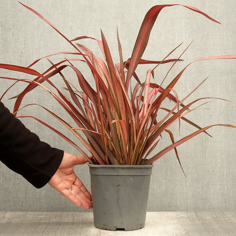 Exemplaar van Phormium tenax Evening Glow - Nieuw-Zeelands vlas Pot van 4 l/5 l zoals geleverd in de herfst