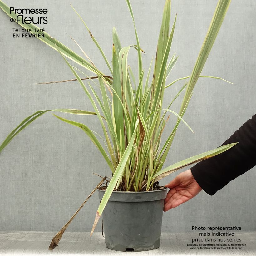 Example of Phormium tenax Variegatum - Nieuw-Zeelands vlas Pot van 7,5 l/10 l as you get in hiver