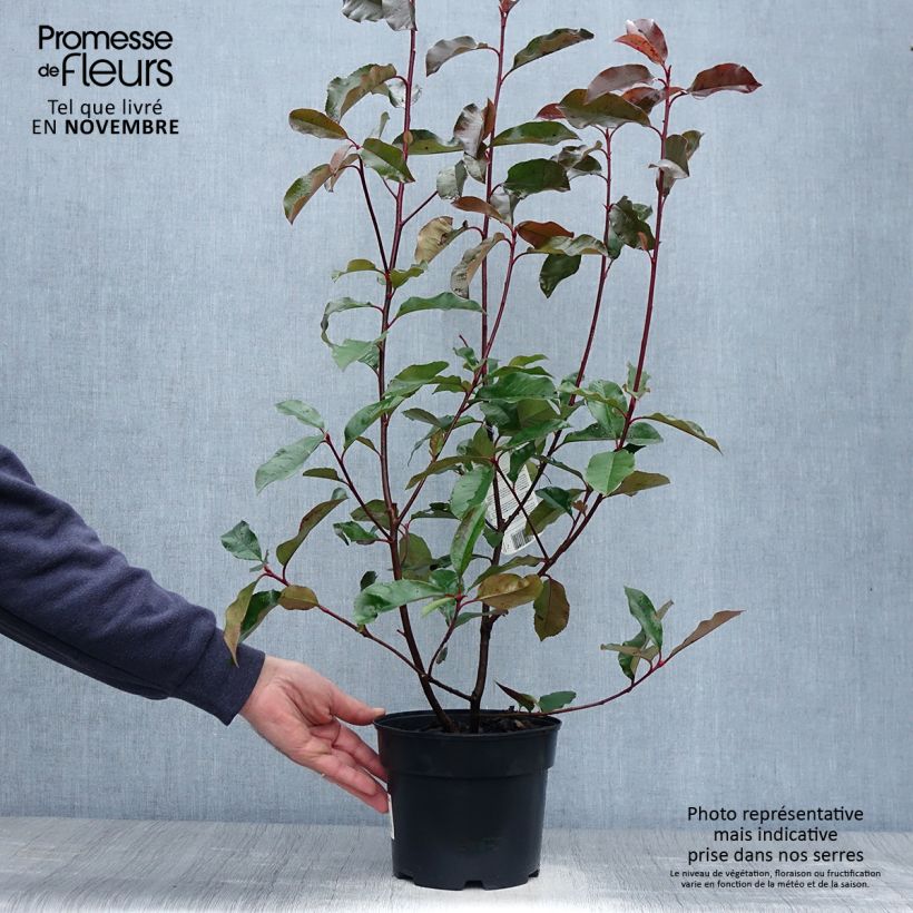 Exemplaar van Photinia fraseri Camilvy - Glansmispel Pot van 2 l/3 l zoals geleverd in de herfst