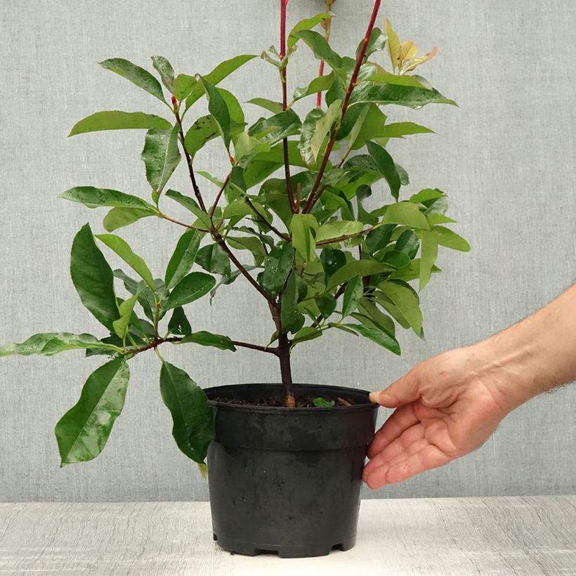 Exemplaar van Photinia fraseri Camilvy - Glansmispel Pot van 2 l/3 l zoals geleverd in de zomer
