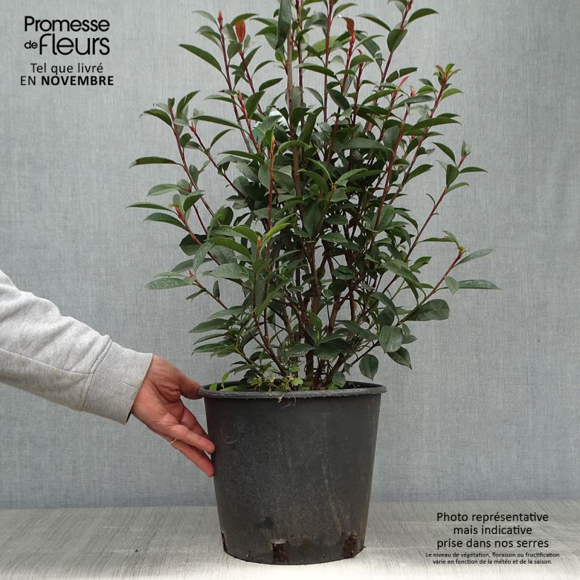 Exemplaar van Photinia fraseri Carré Rouge - Glansmispel Pot van 7,5 l/10 l zoals geleverd in de herfst