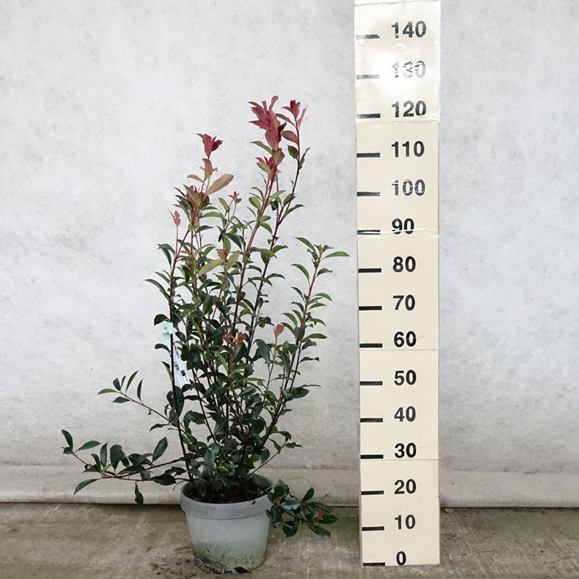 Exemplaar van Photinia fraseri Carré Rouge - Glansmispel Pot van 7,5 l/10 l zoals geleverd in de zomer