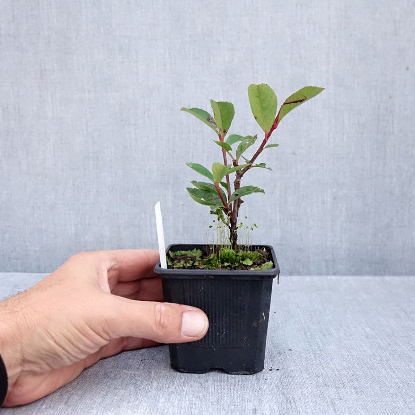 Exemplaar van Photinia fraseri Carré Rouge - Glansmispel Kweekpotje van 8/9 cm zoals geleverd in de herfst