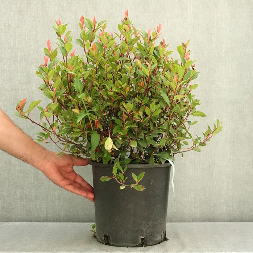 Exemplaar van Photinia fraseri Chico - Glansmispel Pot van 7,5 l/10 l zoals geleverd in de zomer