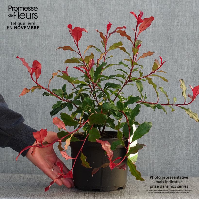 Exemplaar van Photinia fraseri Corallina - Glansmispel Pot van 1,5 l/2 l zoals geleverd in de herfst
