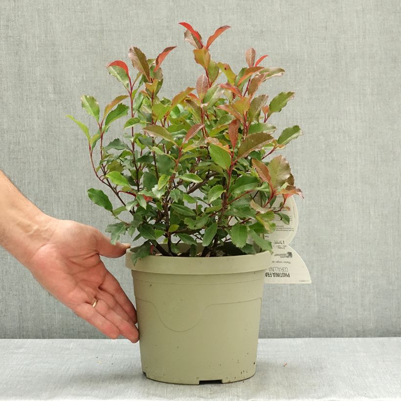 Exemplaar van Photinia fraseri Corallina - Glansmispel Pot van 3 l/4 l zoals geleverd in de zomer
