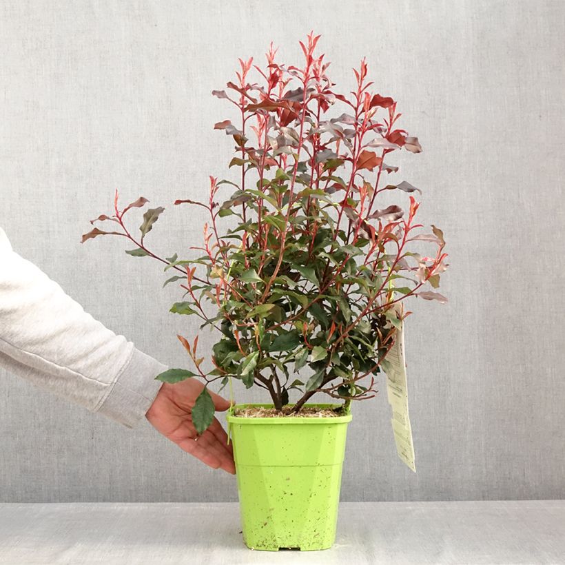 Exemplaar van Photinia fraseri Corallina - Glansmispel Pot van 3 l/4 l zoals geleverd in de winter