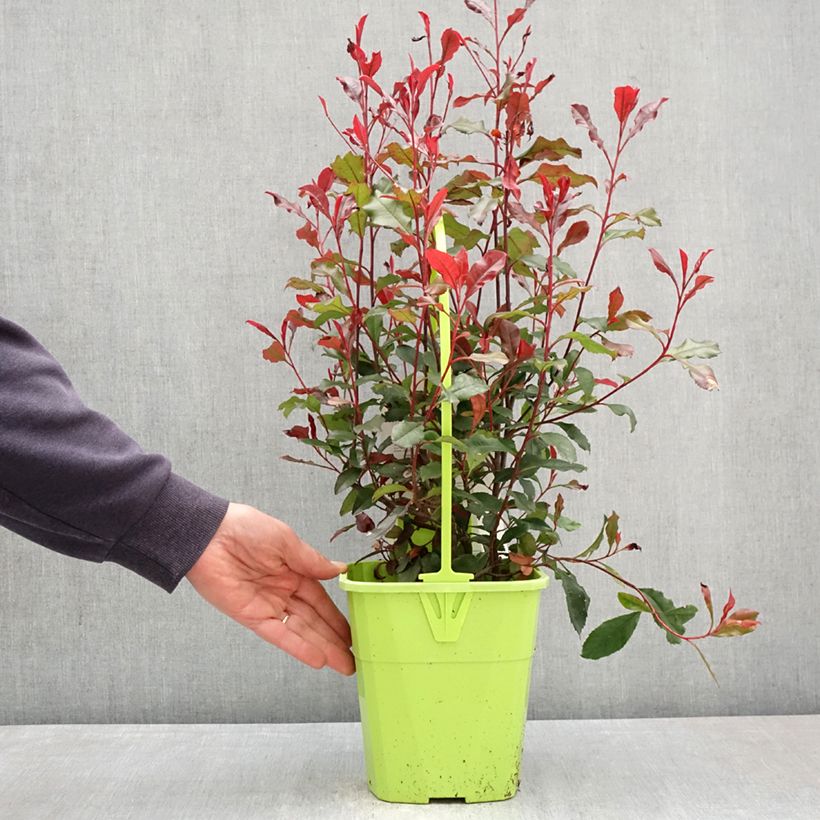 Exemplaar van Photinia fraseri Corallina - Glansmispel Pot van 3 l/4 l zoals geleverd in de lente