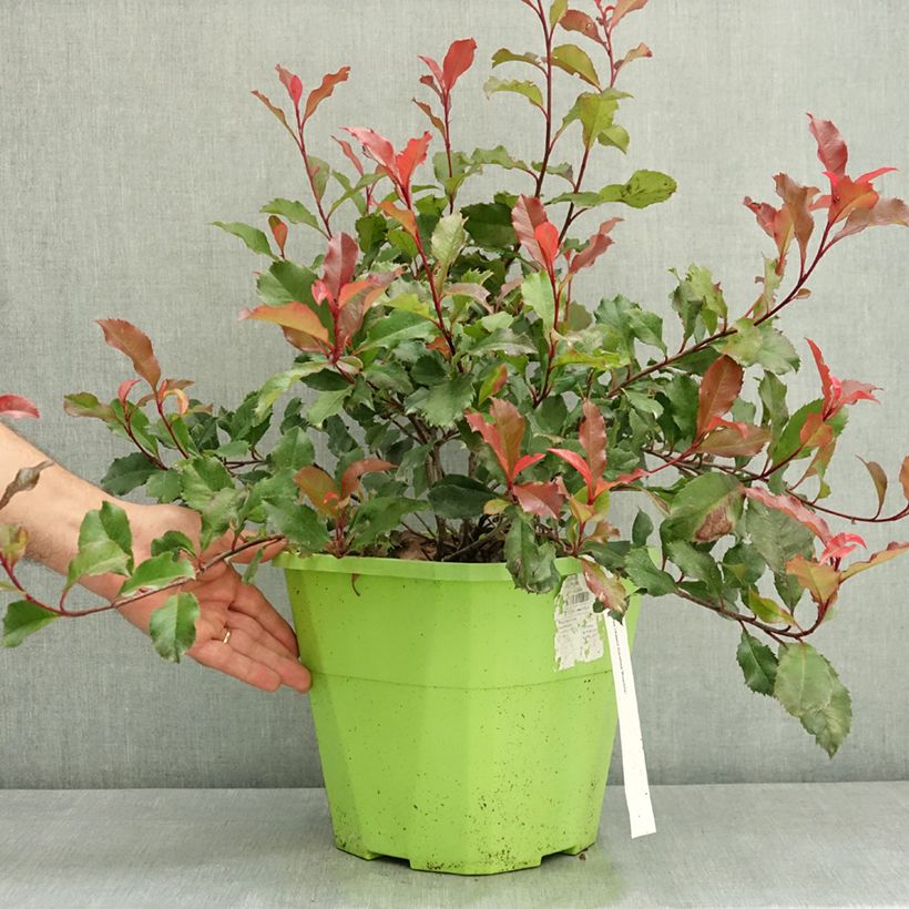 Exemplaar van Photinia fraseri Corallina - Glansmispel Pot van 7,5 l/10 l zoals geleverd in de zomer