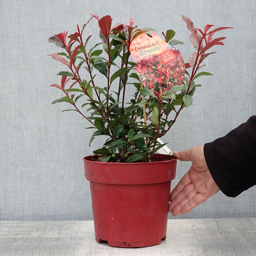 Exemplaar van Photinia fraseri Devils Dream - Glansmispel Pot van 2 l/3 l zoals geleverd in de herfst
