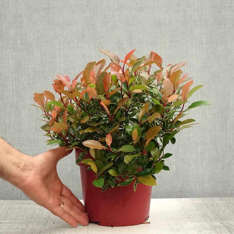 Exemplaar van Photinia fraseri Little Fenna - Glansmispel Pot van 2 l/3 l zoals geleverd in de zomer