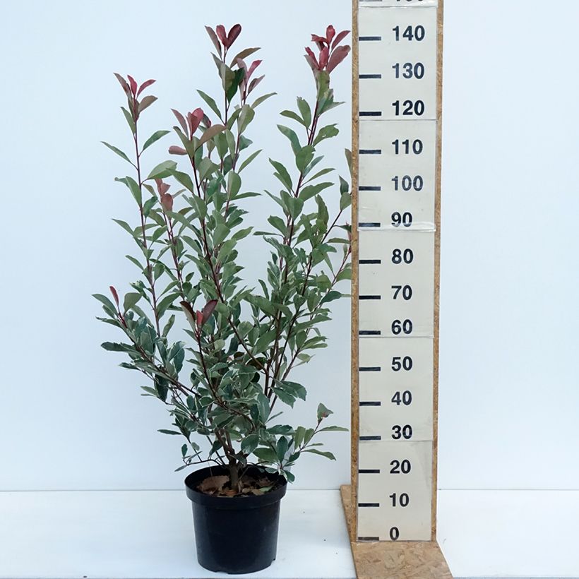 Example of Photinia fraseri Louise Pot van 7,5 l/10 l as you get in automne