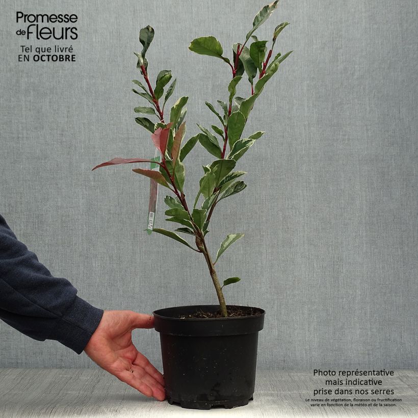 Exemplaar van Photinia fraseri Pink Marble - Glansmispel Pot van 2 l/3 l zoals geleverd in de herfst