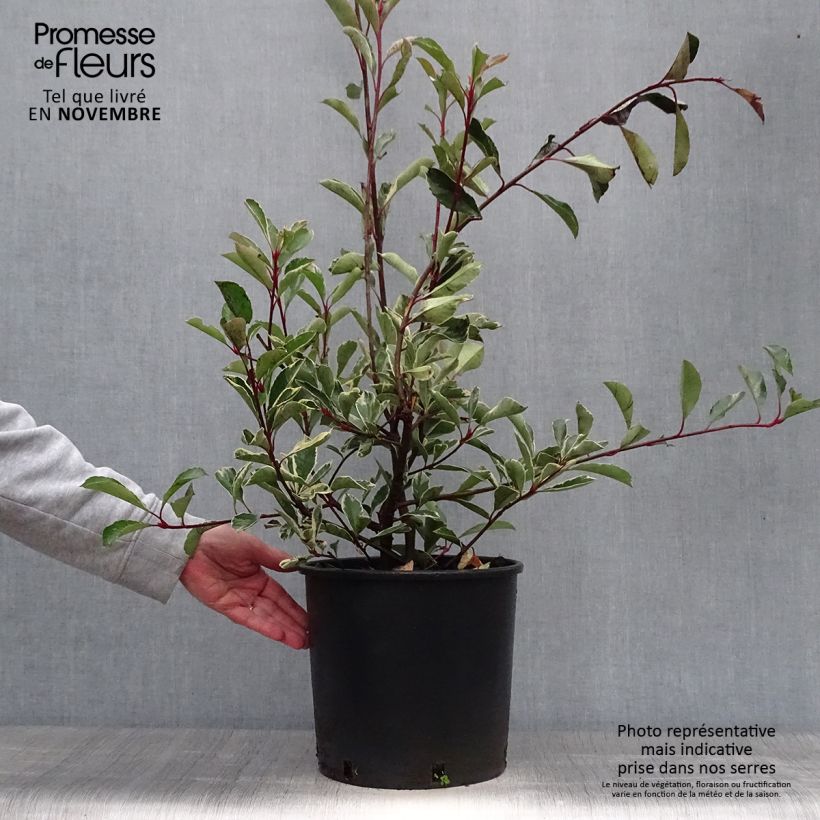 Exemplaar van Photinia fraseri Pink Marble - Glansmispel Pot van 7,5 l/10 l zoals geleverd in de herfst