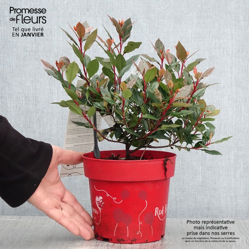 Example of Photinia fraseri Red Ballcoon Pot van 2 l/3 l as you get in hiver