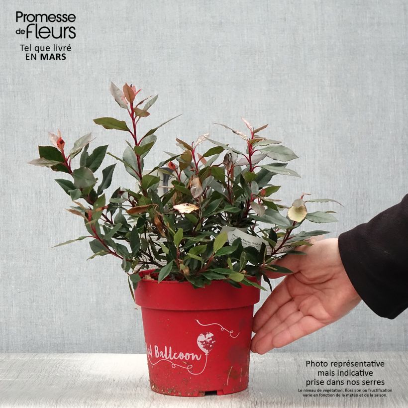 Exemplaar van Photinia fraseri Red Ballcoon - Glansmispel Pot van 2 l/3 l zoals geleverd in de lente
