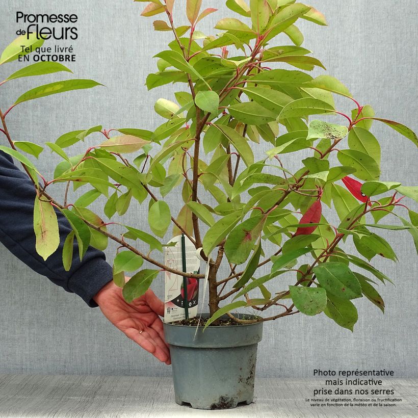 Exemplaar van Photinia fraseri Red Light Pot de 3L/4L zoals geleverd in de herfst