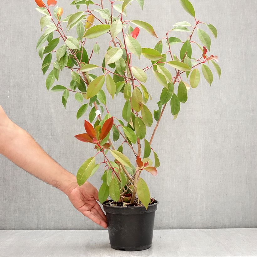 Exemplaar van Photinia fraseri Red Light - Glansmispel Pot van 3 l/4 l zoals geleverd in de zomer