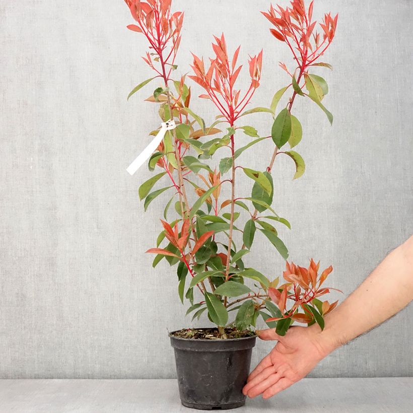 Exemplaar van Photinia fraseri Red Light - Glansmispel Pot van 3 l/4 l zoals geleverd in de lente