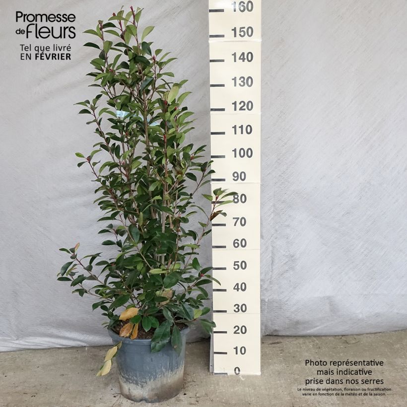 Example of Photinia fraseri Red Robin - Glansmispel Pot van 12 l/15 l as you get in hiver