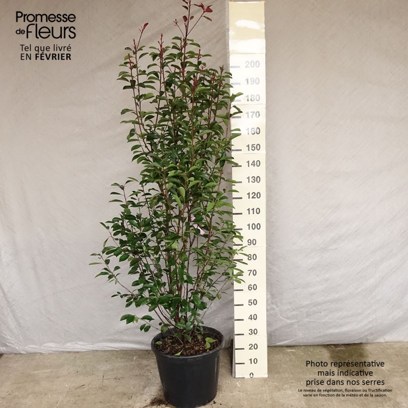 Example of Photinia fraseri Red Robin - Glansmispel Pot van 18 l/20 l as you get in hiver