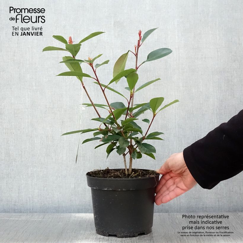 Example of Photinia fraseri Red Robin - Glansmispel Pot van 2 l/3 l as you get in hiver