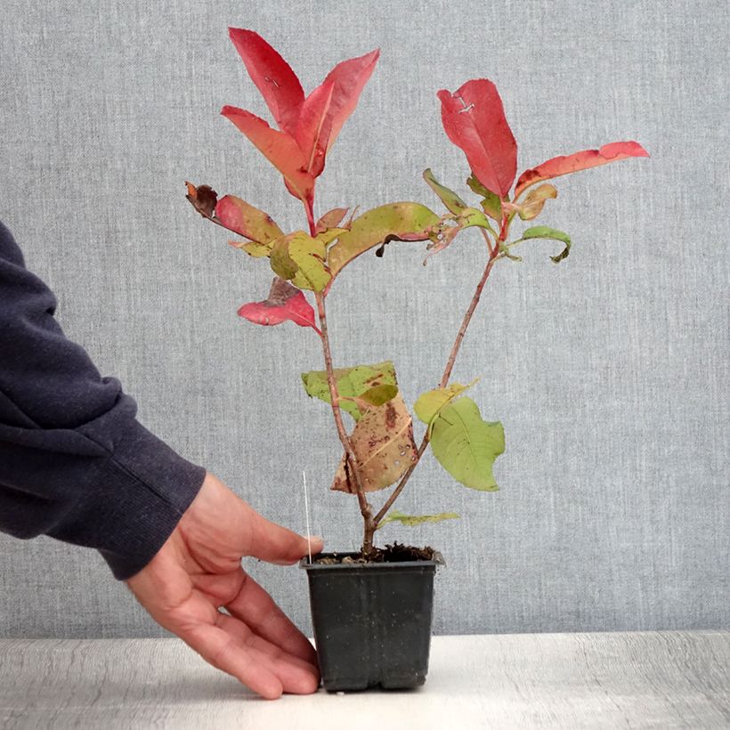 Exemplaar van Photinia Red Robin Blood - Glansmispel Kweekpotje van 8/9 cm zoals geleverd in de zomer