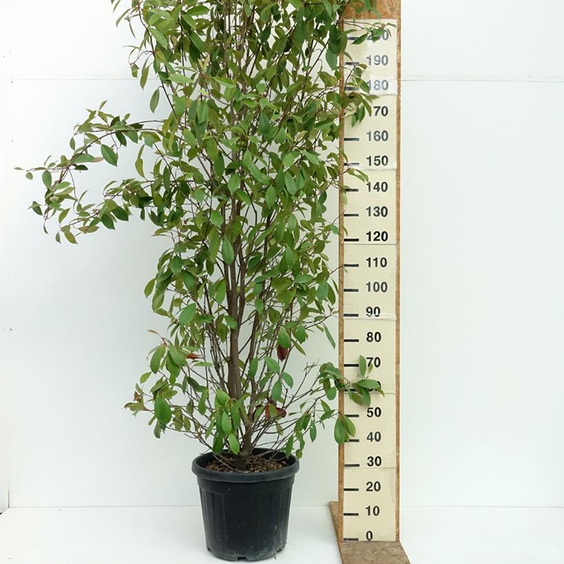Exemplaar van Photinia fraseri Red Robin - Glansmispel Pot van 30L/35L zoals geleverd in de zomer